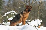 BERGER ALLEMAND 502